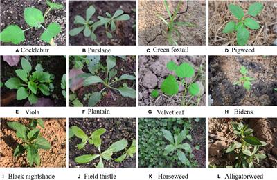 Frontiers | Weed25: A Deep Learning Dataset For Weed Identification